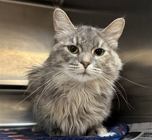 *POM POM, an adoptable Domestic Long Hair in Aurora, IL