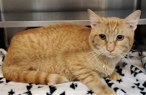 TIGGIE, an adoptable Domestic Short Hair in Aurora, IL