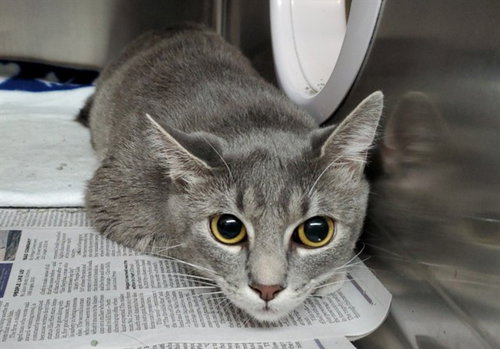 GIRLY GIRL, an adoptable Domestic Short Hair in Aurora, IL