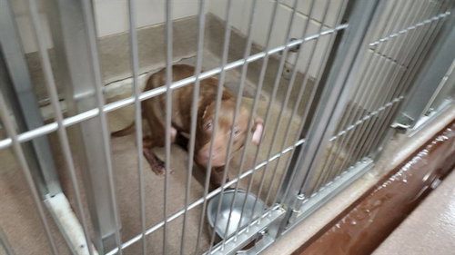 D-NICE, an adoptable American Pit Bull Terrier in Aurora, IL