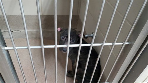 TERRENCE, an adoptable American Pit Bull Terrier in Aurora, IL
