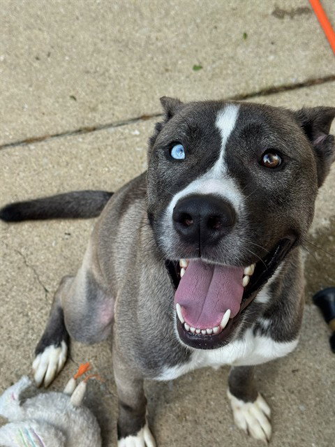BUBBA, an adoptable Akita in Aurora, IL