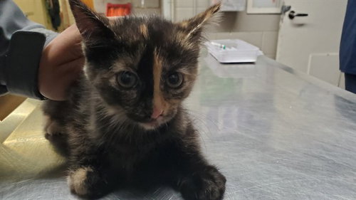*DABINETT, Baby Domestic Short Hair (medium coat), cat for adoption in Tinley Park, Illinois