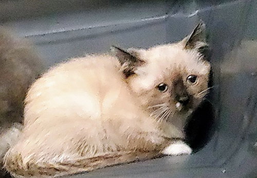*TRINITY, Baby Domestic Short Hair (medium coat), cat for adoption in Des Plaines, Illinois