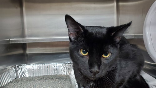 *PORTER, Adult Domestic Short Hair (medium coat), cat for adoption in Des Plaines, Illinois