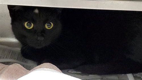 PEPPER, Adult Domestic Short Hair (medium coat), cat for adoption in Des Plaines, Illinois
