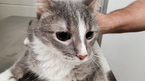 KIT KAT (PEBBLES), Senior Domestic Short Hair (medium coat), cat for adoption in Des Plaines, Illinois