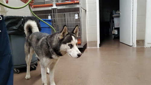 *ROGER, an adoptable Husky in Aurora, IL