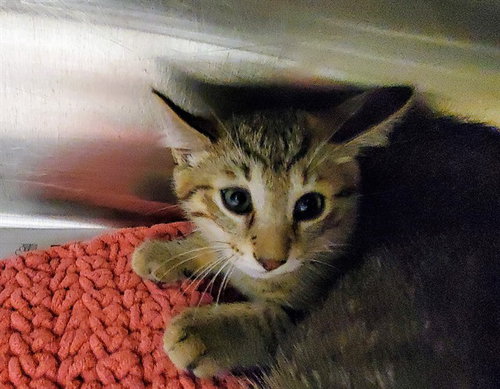 MILO, Baby Domestic Short Hair (medium coat), cat for adoption in Arlington Heights, Illinois