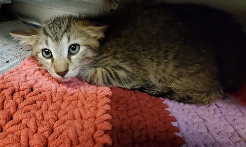 *SHADOW, Baby Domestic Short Hair (medium coat), cat for adoption in Arlington Heights, Illinois