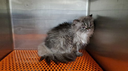 CANDY, an adoptable Domestic Short Hair in Aurora, IL