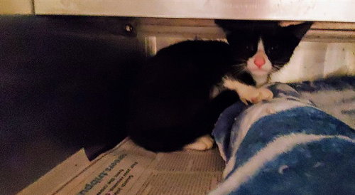 *BOOP, an adoptable Domestic Short Hair in Aurora, IL