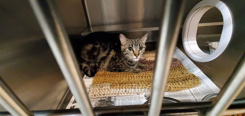 *OPAL, an adoptable Domestic Short Hair in Aurora, IL