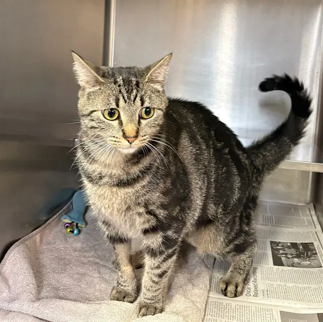 Opal - Domestic Short Hair