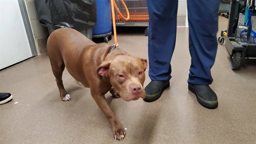 *PEBBLES, an adoptable American Pit Bull Terrier in Aurora, IL
