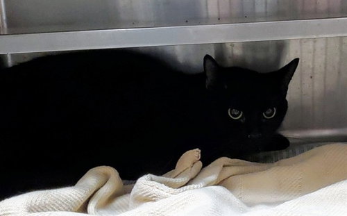 *CHANNEL CAT, an adoptable Domestic Short Hair in Aurora, IL