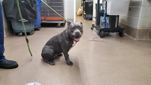 *SAHARA, an adoptable American Pit Bull Terrier in Aurora, IL