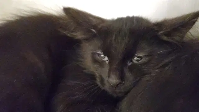 Tamarind - Domestic Medium Hair