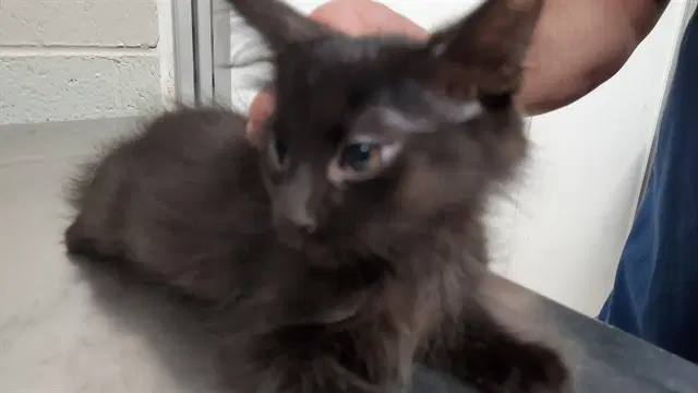 Shallots - Domestic Medium Hair