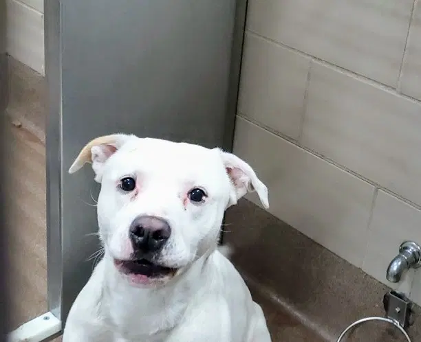 Paco - American Pit Bull Terrier