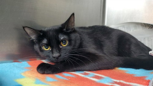 picture of the cat needing adoption