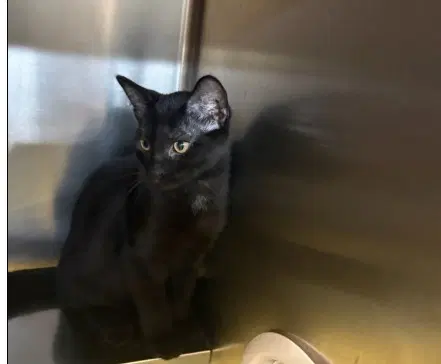 Syrup - Domestic Medium Hair