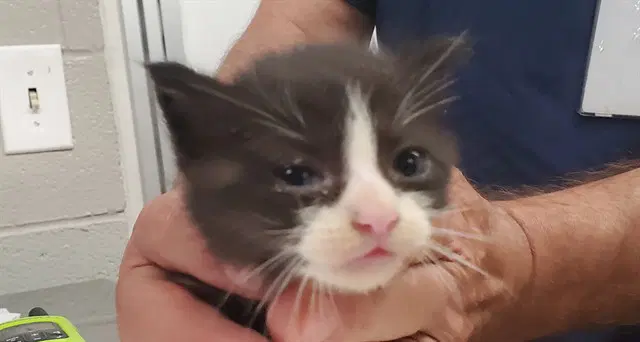 Allspice - Domestic Short Hair