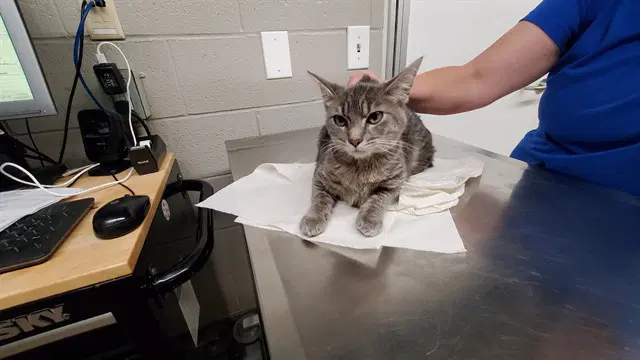 Miss Prissy - Domestic Short Hair