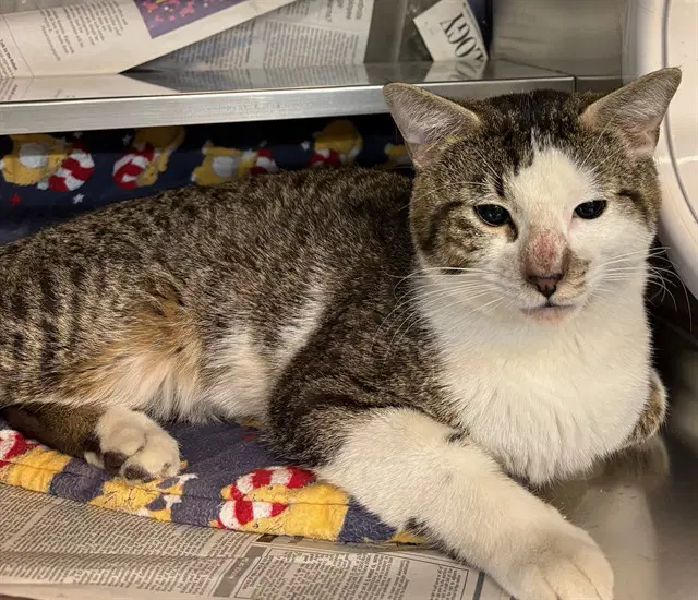 Spicey - Domestic Short Hair