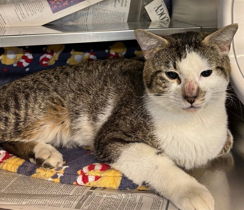 picture of the cat needing adoption