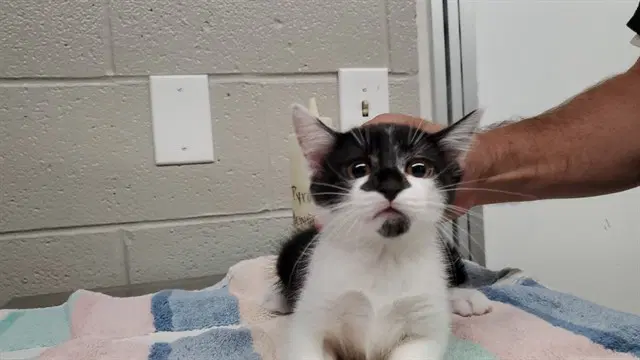 Powder - Domestic Medium Hair