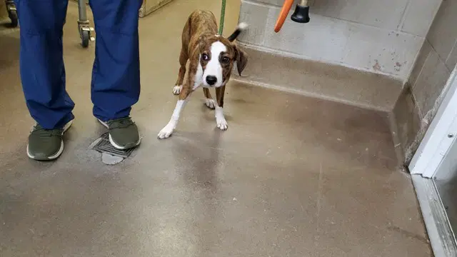 Amy - Basset Hound