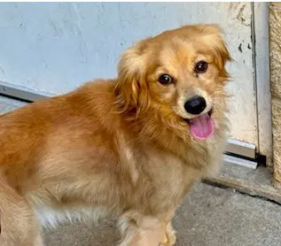 Always Here Bear - Golden Retriever