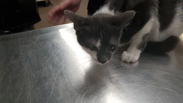 Black Mustard - Domestic Short Hair
