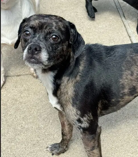 Daphne - Pug