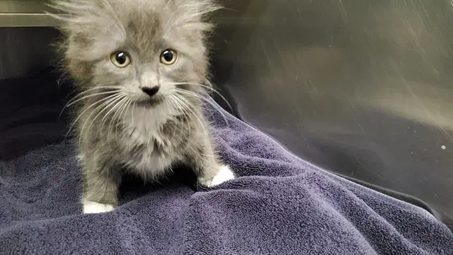 Bistro - Domestic Short Hair