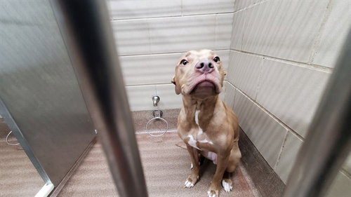 picture of the dog needing adoption