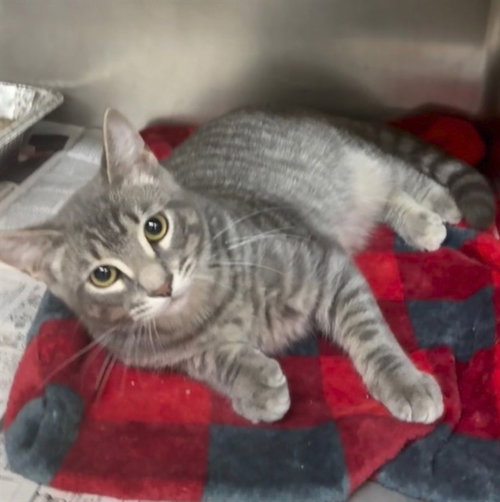 picture of the cat needing adoption