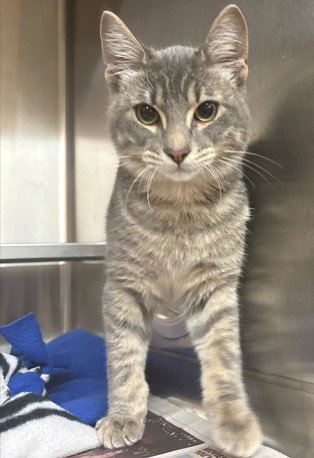picture of the cat needing adoption