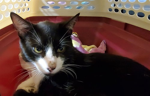 picture of the cat needing adoption