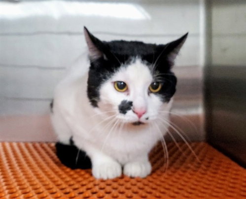 picture of the cat needing adoption
