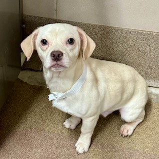 picture of the dog needing adoption