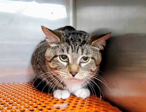 picture of the cat needing adoption