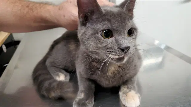 Peggy - Domestic Short Hair