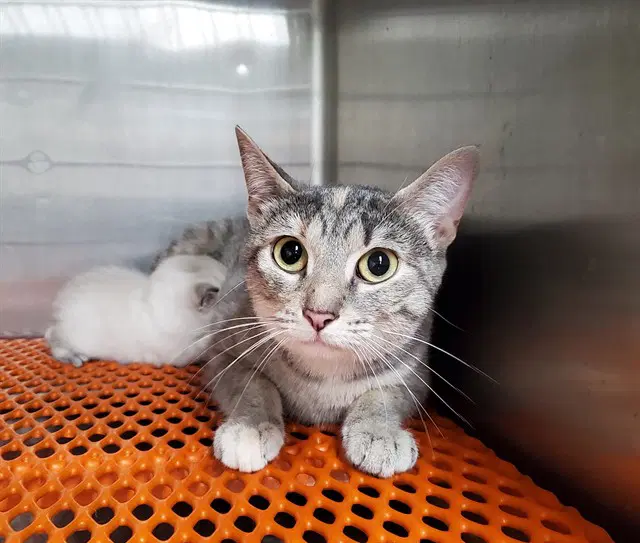 Lavender - Domestic Short Hair