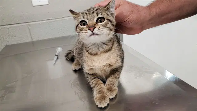 Jeep - Domestic Short Hair