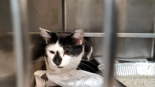 Pebbles - Domestic Short Hair