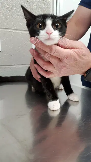 Wish Bear - Domestic Short Hair