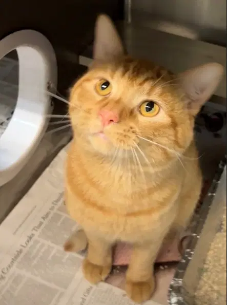 Magnum - Domestic Short Hair