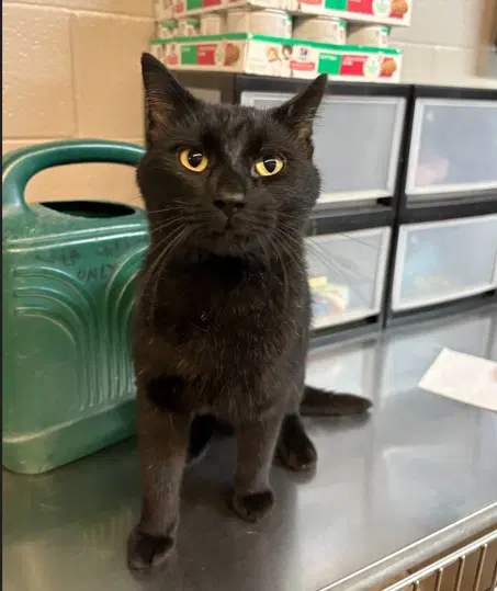 Big Sexy - Domestic Short Hair